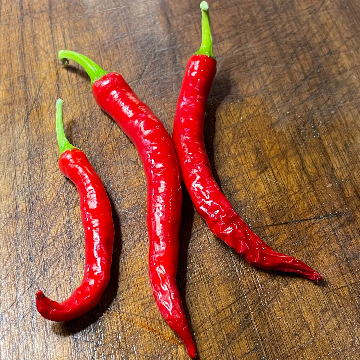 Semillas de pimiento Fushimi