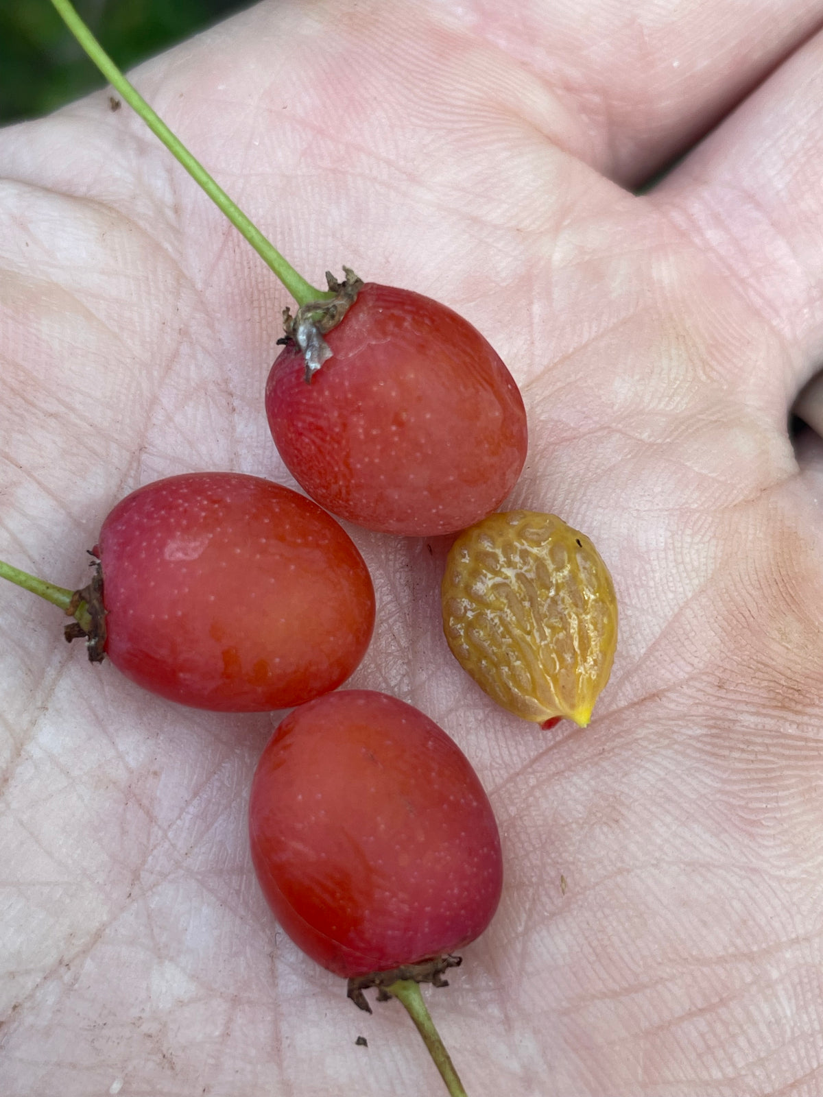 Cherry Prinsepia Seeds