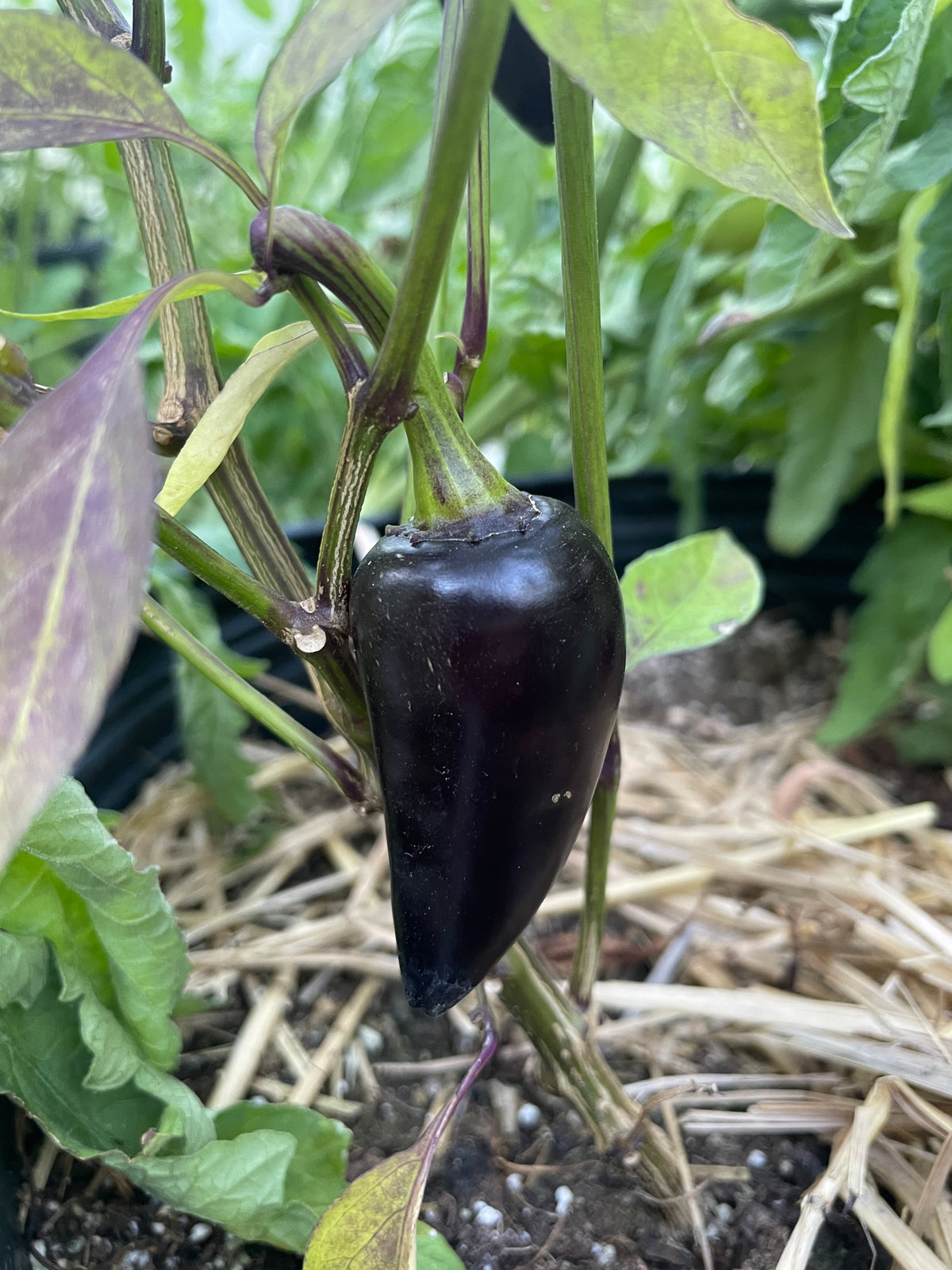 Semillas de pimiento Czech Black