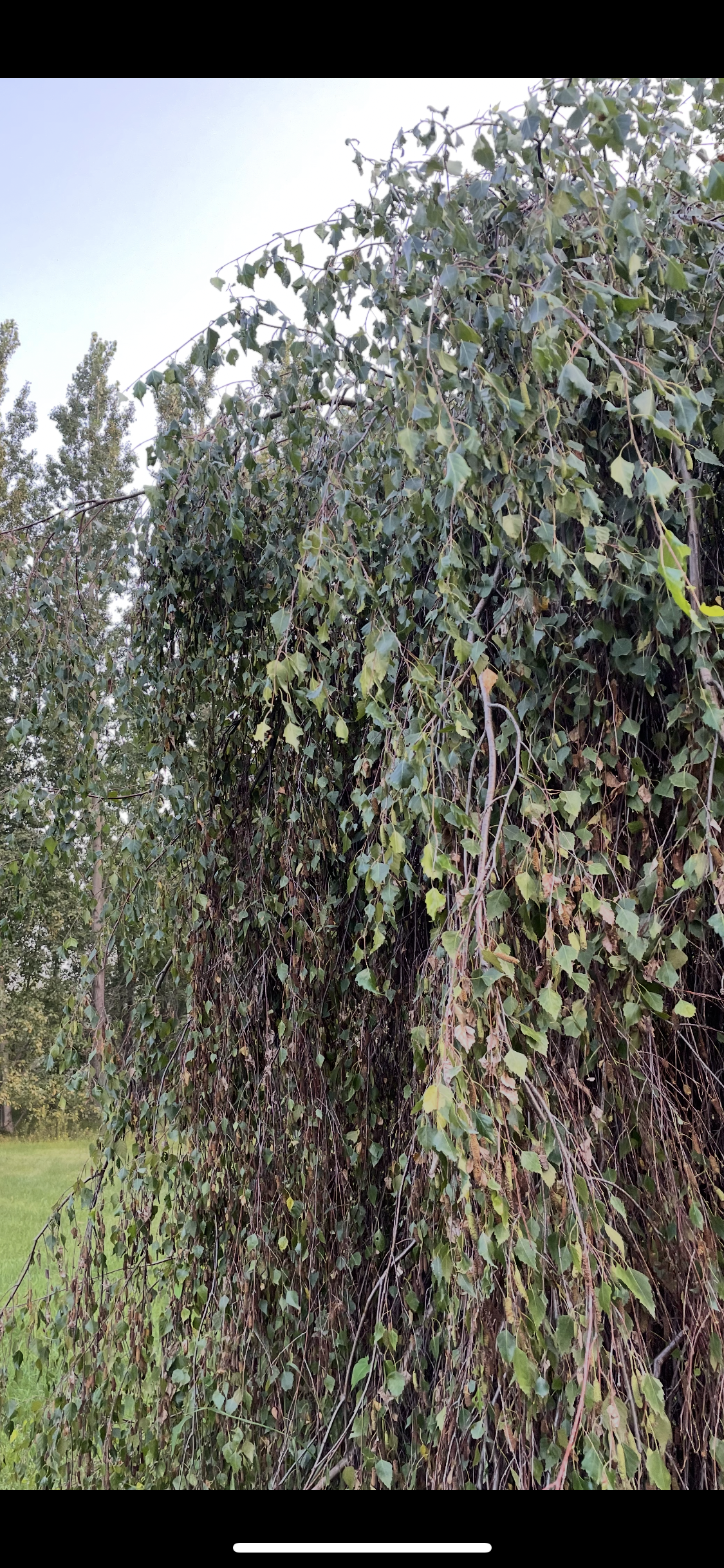 Bouleau pleureur