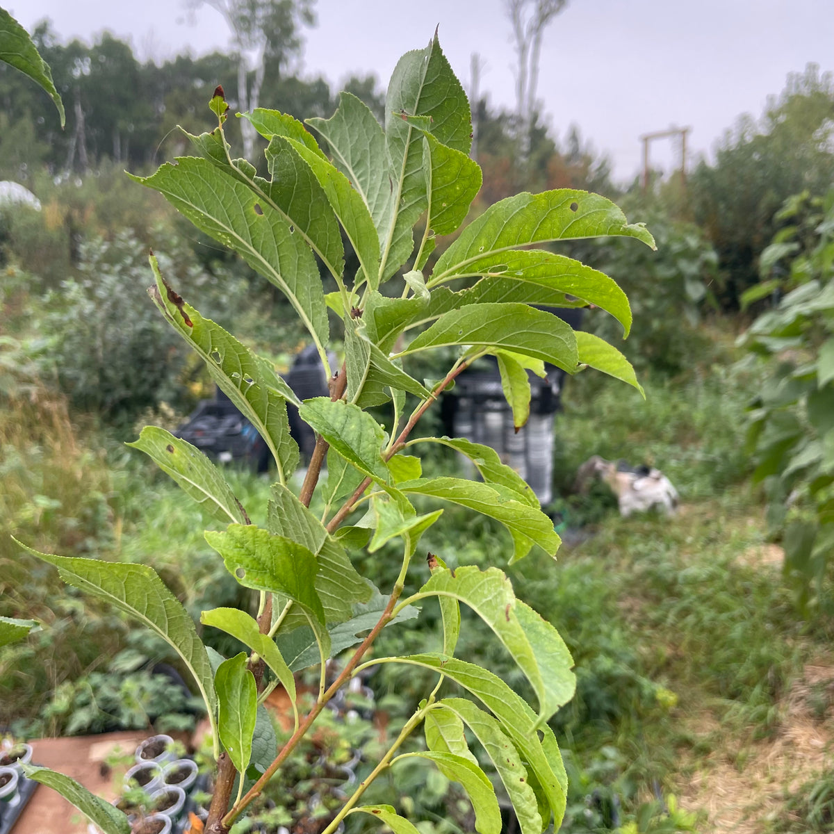 Fofonoff Plum Tree