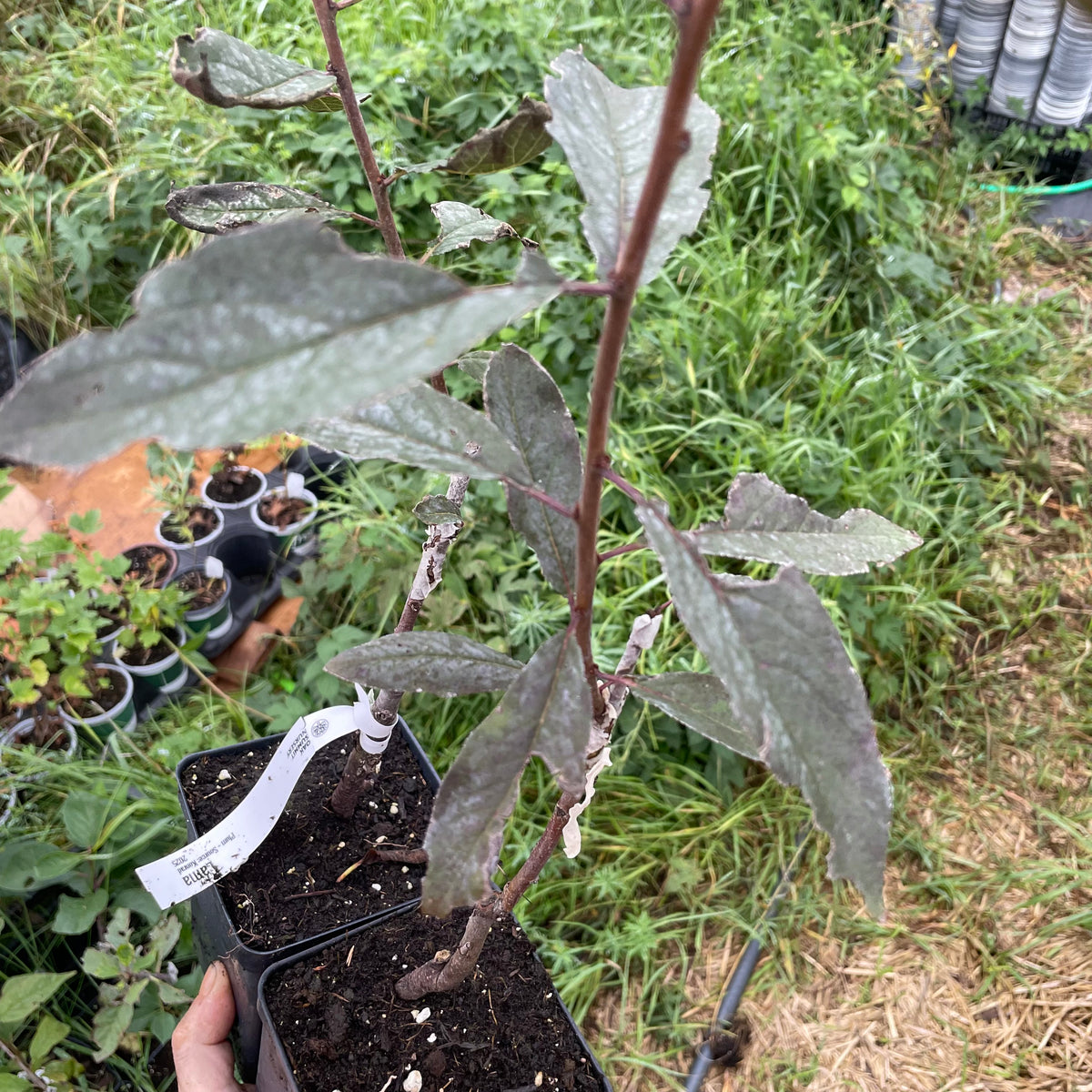 Lama Plum (Prunus domestica)