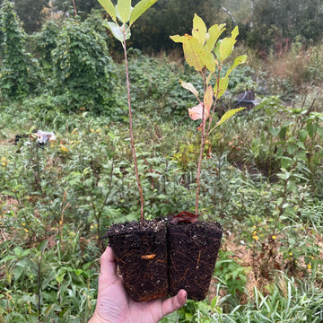 Black Chokecherry · 2