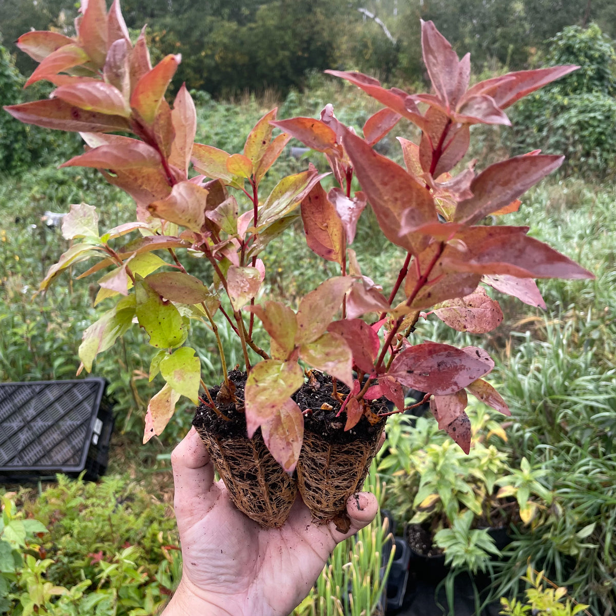 Red Osier Dogwood (Cornus sericea)