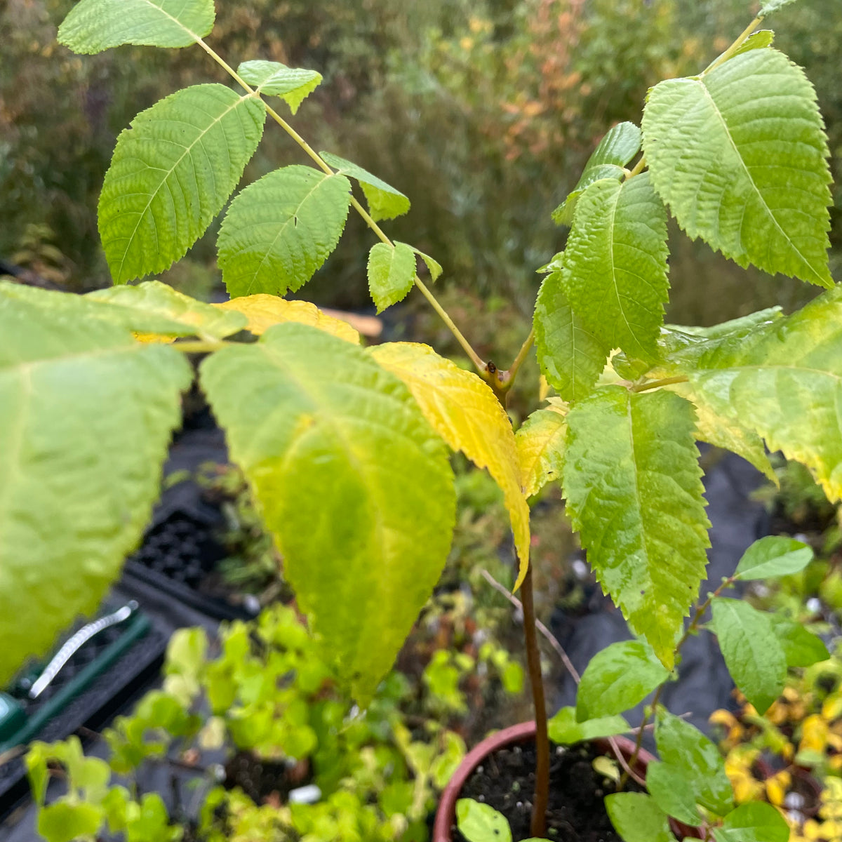 Nogal negro de Manitoba