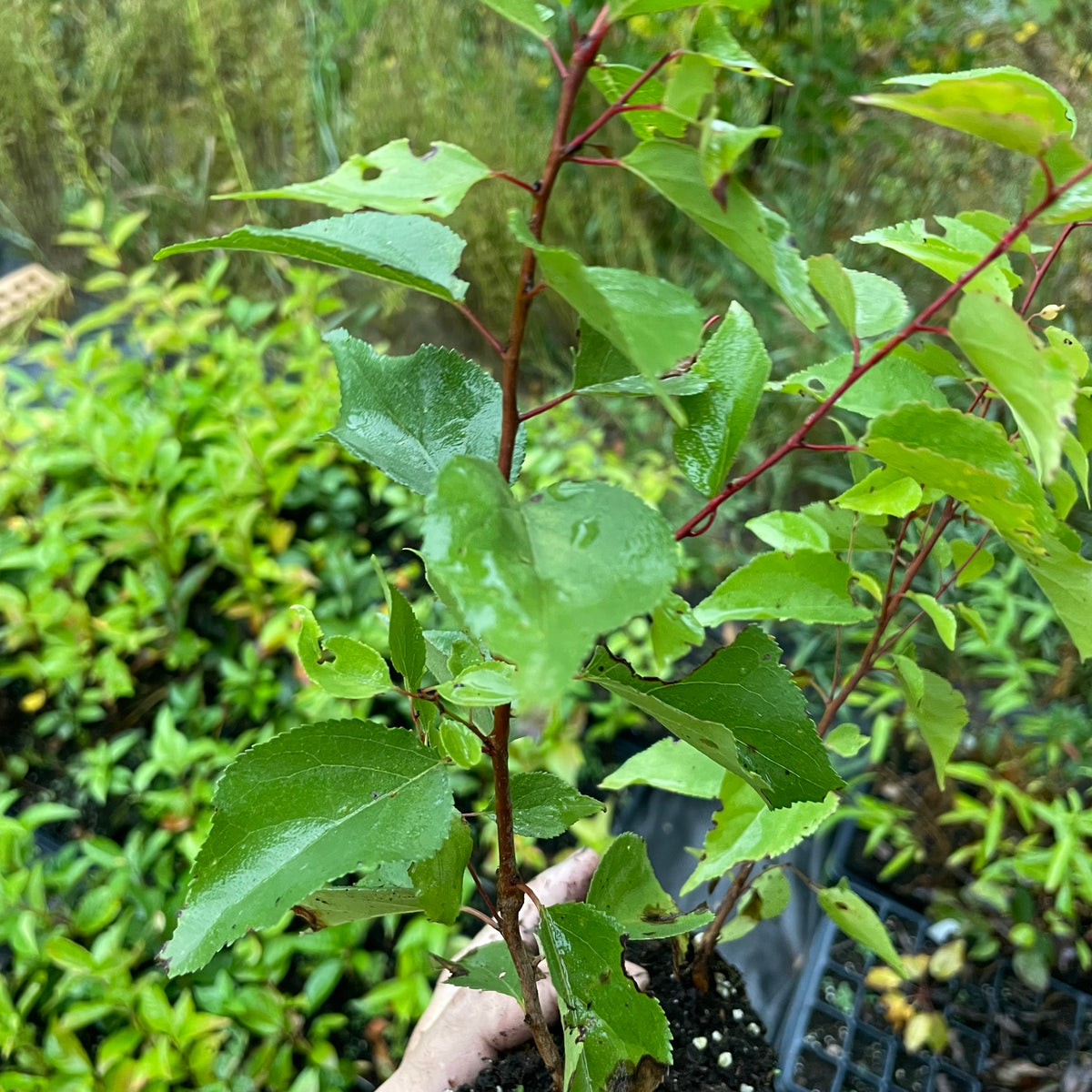 Plantas de semilla de albaricoquero de Manchuria