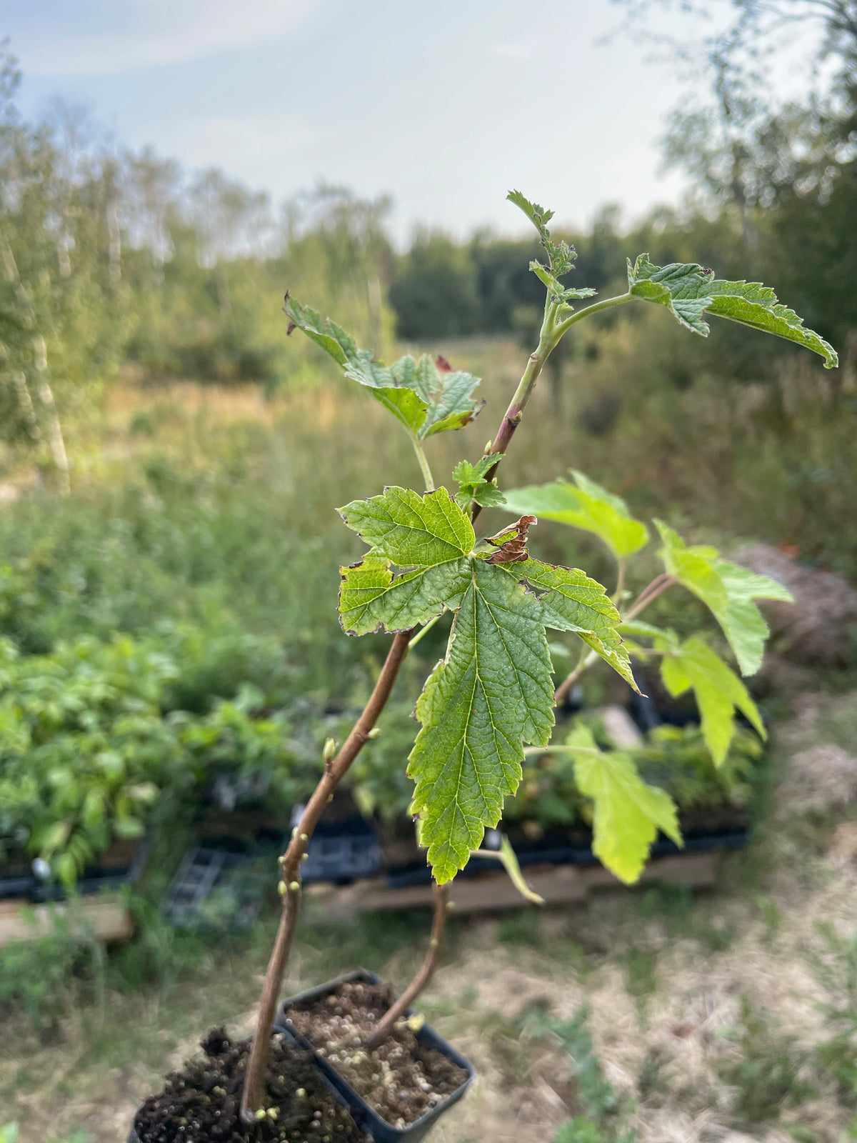 Grosella Negra Ben Sarek (Ribes nigrum 'Ben Sarek')