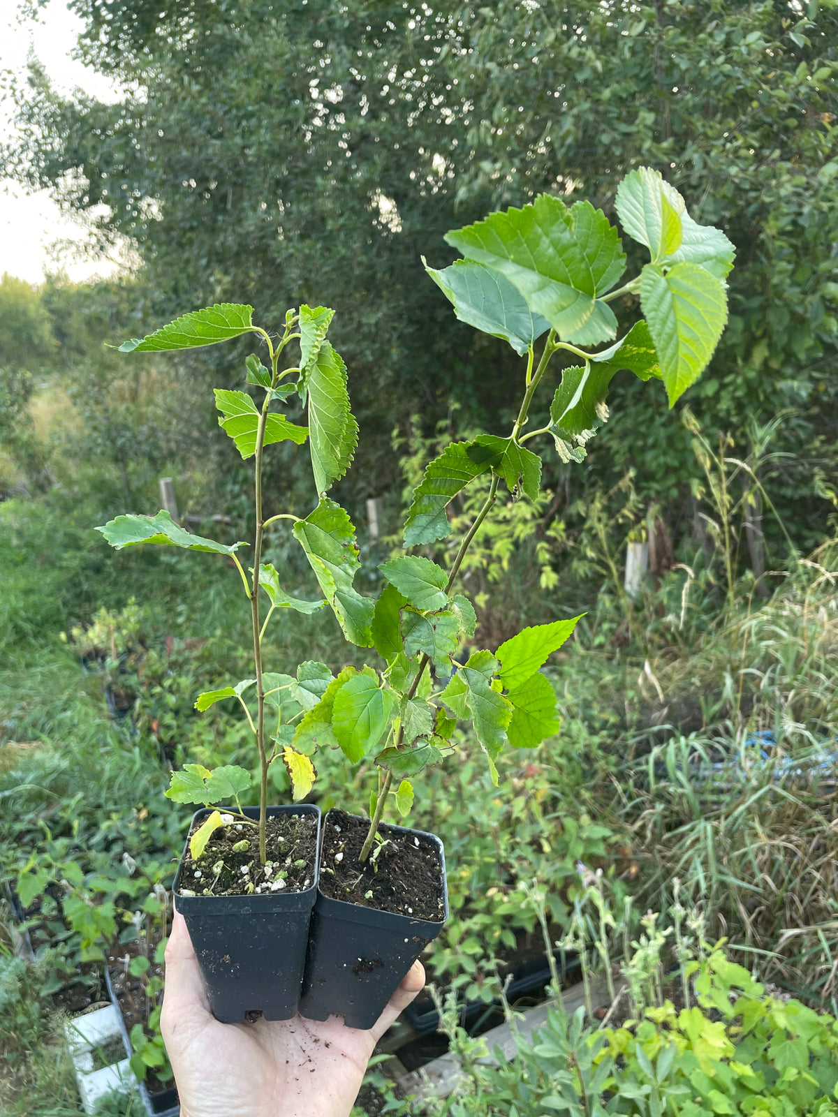 Tatarian White Mulberry