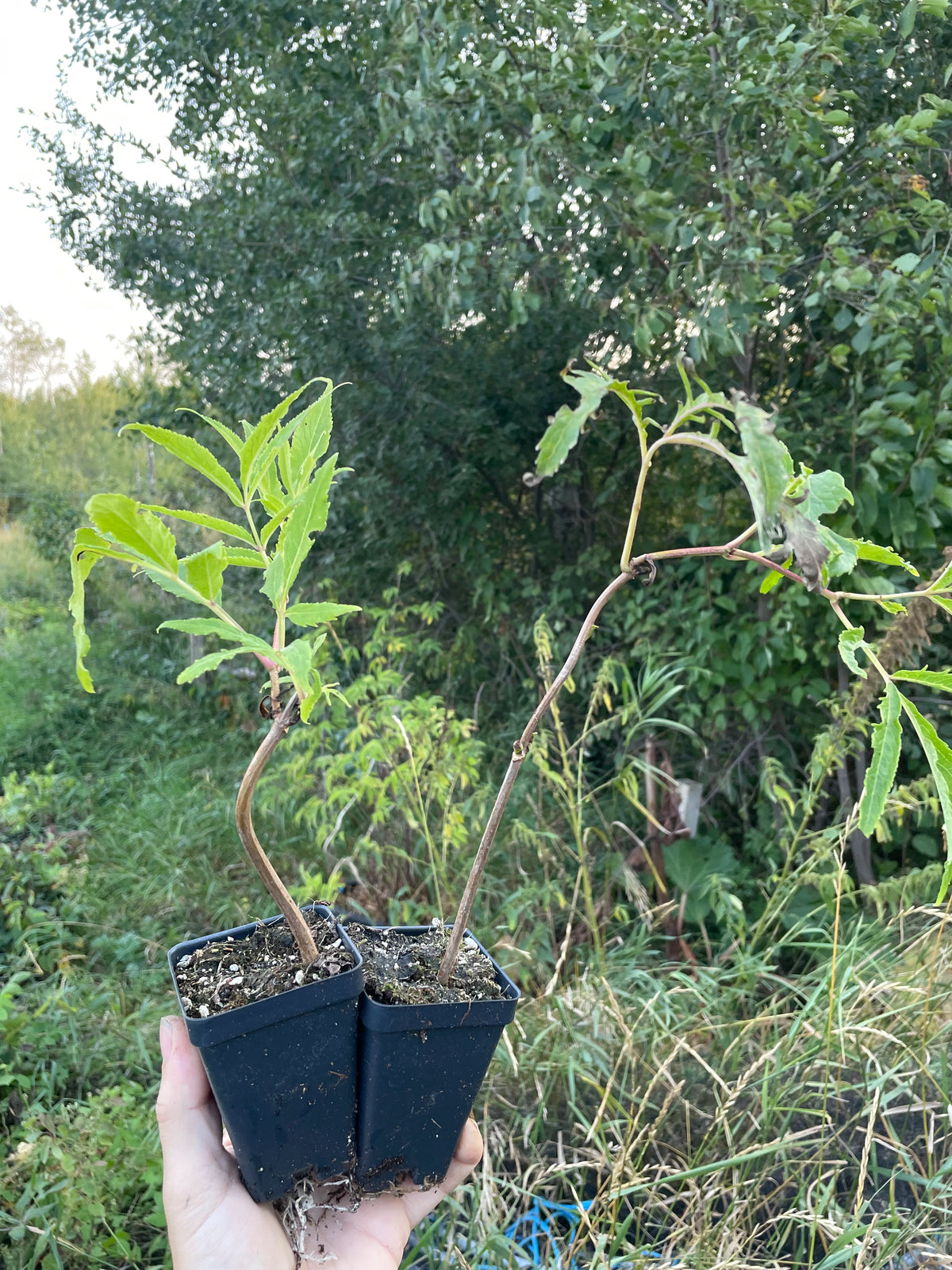 Red Elderberry (Sambucus racemosa)