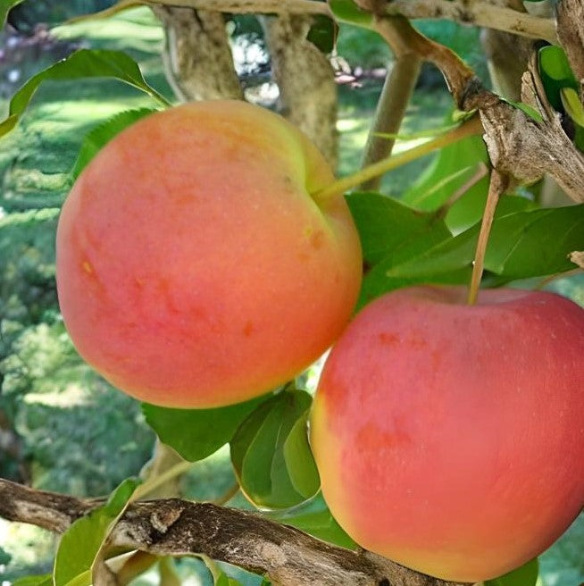 Trailman Apple Tree