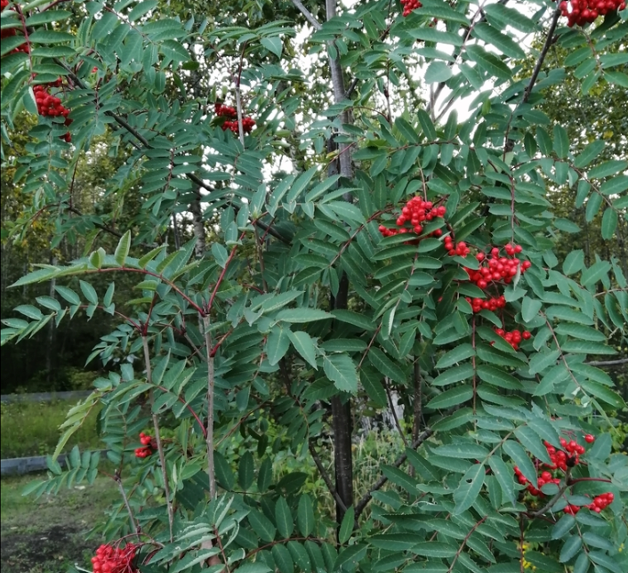 American Mountain Ash