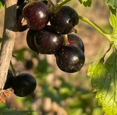 Black currant