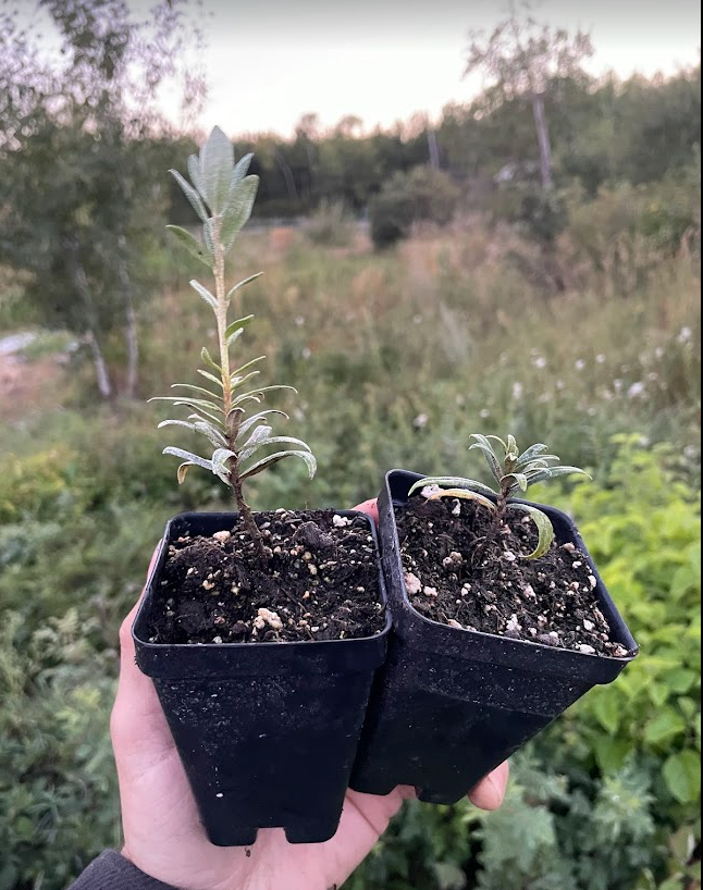 Silver Star Sea Buckthorn (Male)