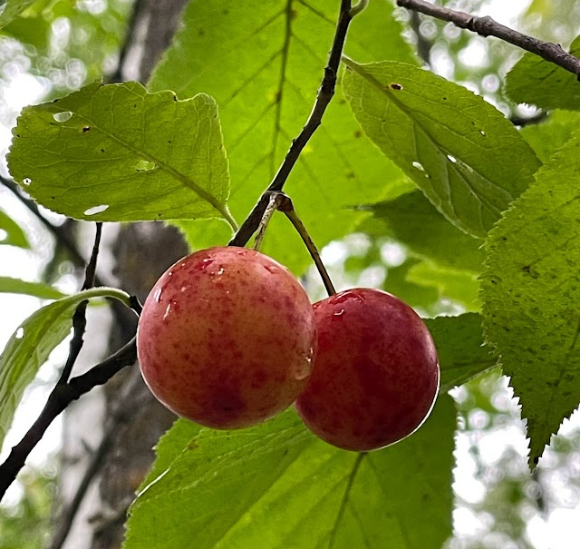 Ciruelo silvestre de Canadá