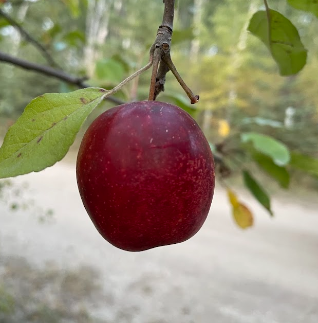 September Ruby Apple Tree