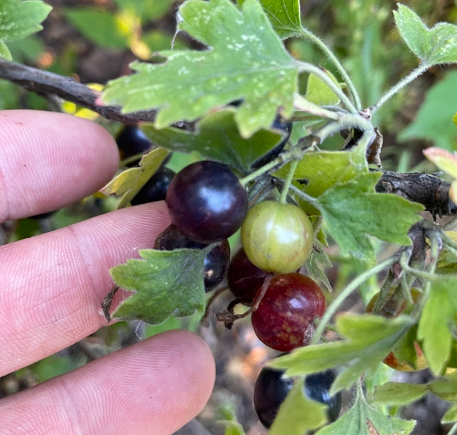 Crandall Clove Currant Seeds