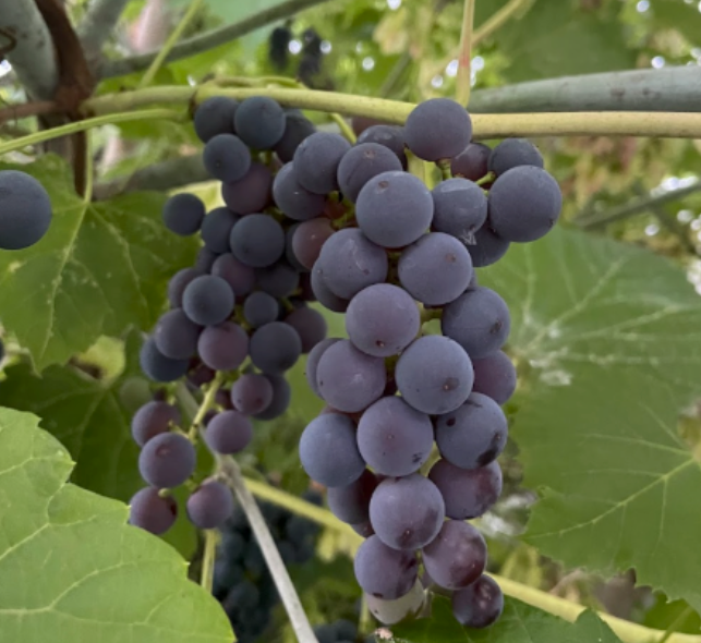 Valiant Grape Seedlings
