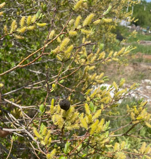 Bebb's Willow (Salix bebbiana)