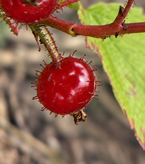 Skunk Currant