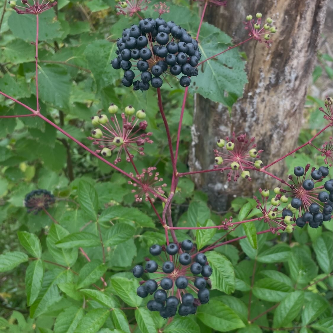 Bristly Sarsaparilla Seeds