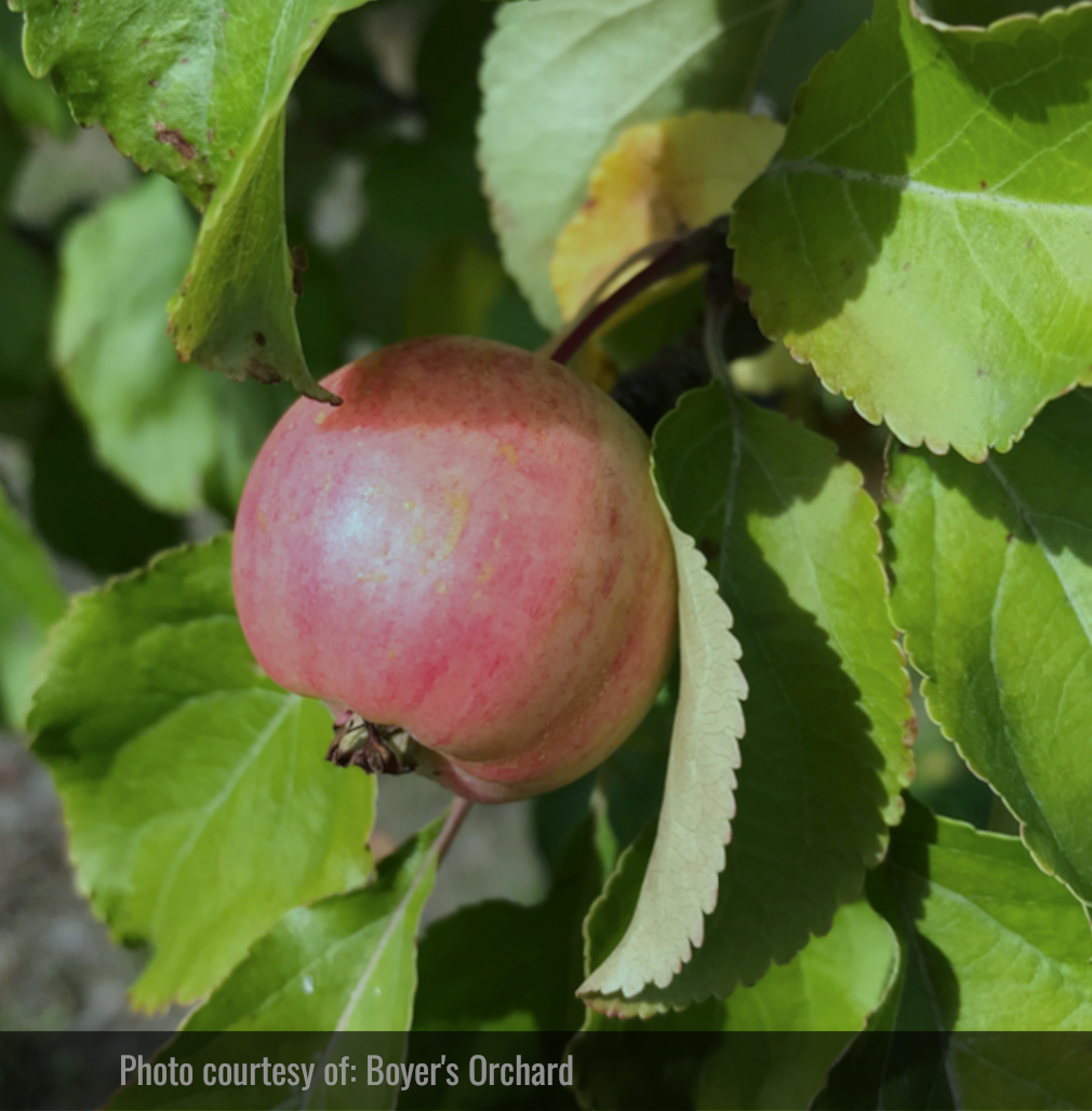 Chestnut Crabapple Tree