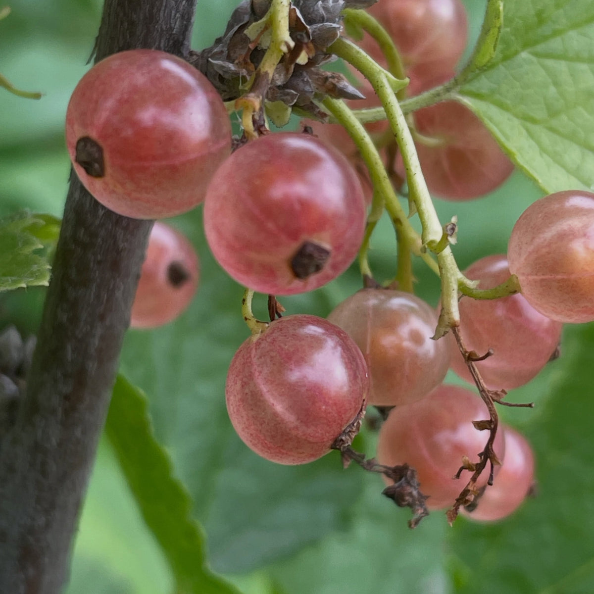 Pink Champagne currant fruit, illustrating the seed parent. Seedlings may vary; pink fruit is not guaranteed.