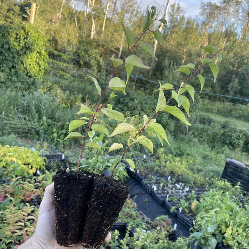 Pembina Seedling Plums