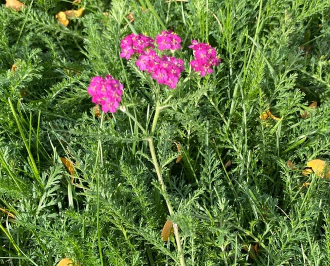 Red Yarrow Seeds