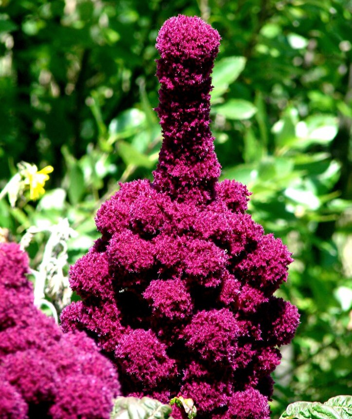 Elephant Head Amaranth Seeds