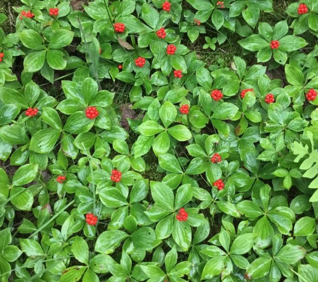 Bunchberry Seeds