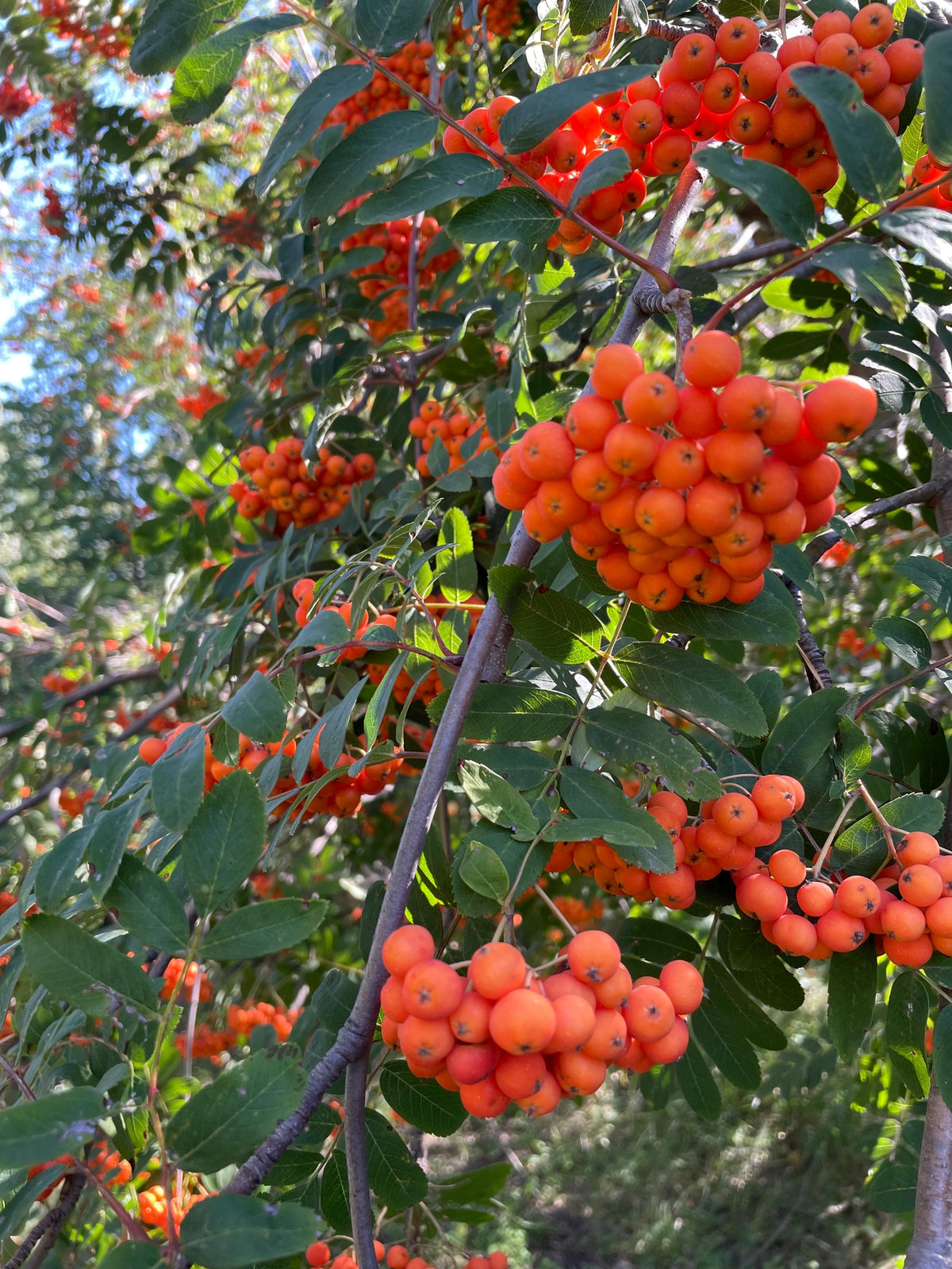 European Mountain Ash Seeds