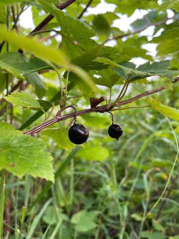 Grosellero negro americano · 3