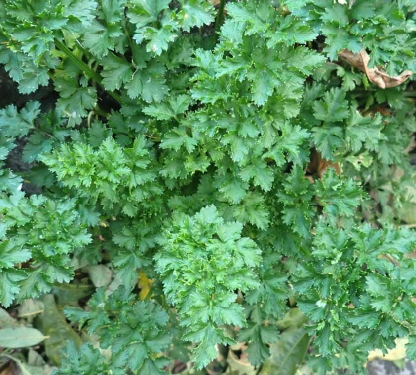 Parsley Seeds