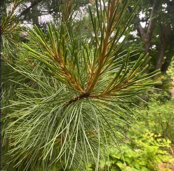 Korean Stone Pine Seeds