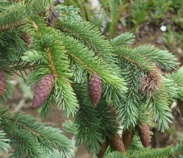 Engelmann Spruce · 2