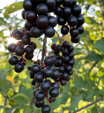 Black Chokecherry · 3