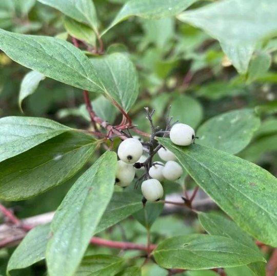 Redosier Dogwood · 1