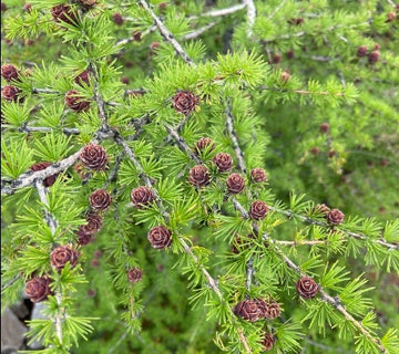 Dahurian Larch · 2