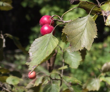 Downy Hawthorn · 2