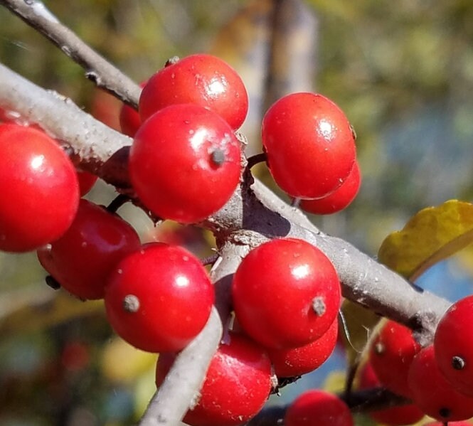 Winterberry Seeds
