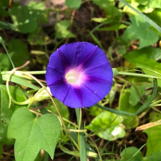 Morning Glory Seeds
