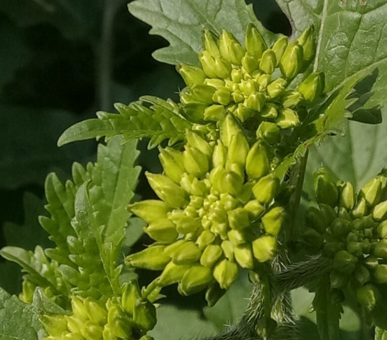 White Mustard Seeds