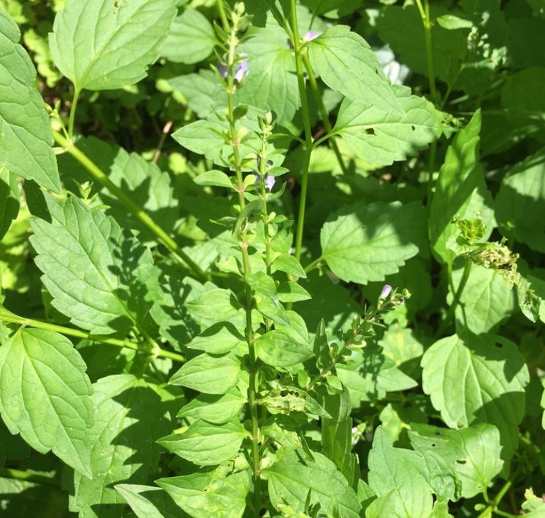 American Skullcap Seeds