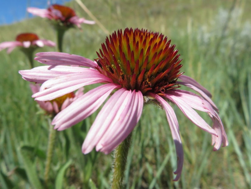 Narrow Leaved Coneflower Seeds