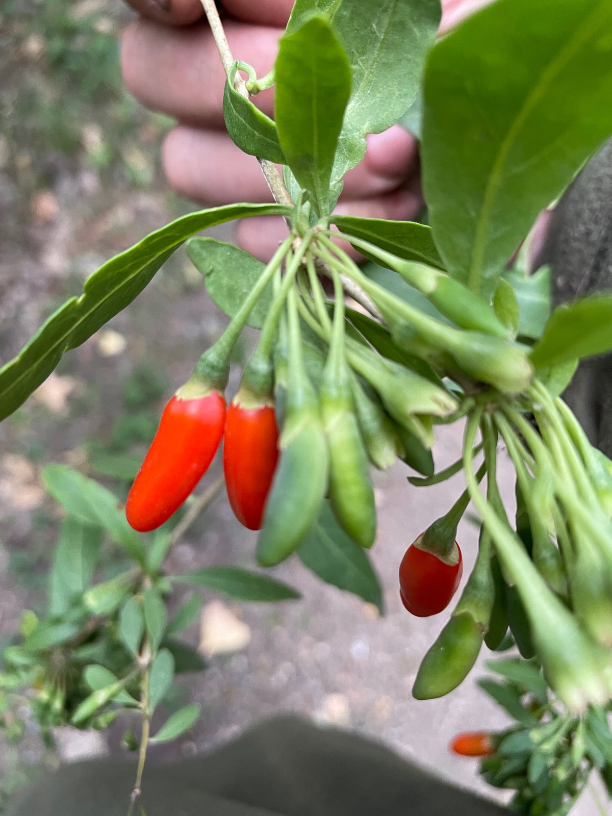 Goji Berry Seeds