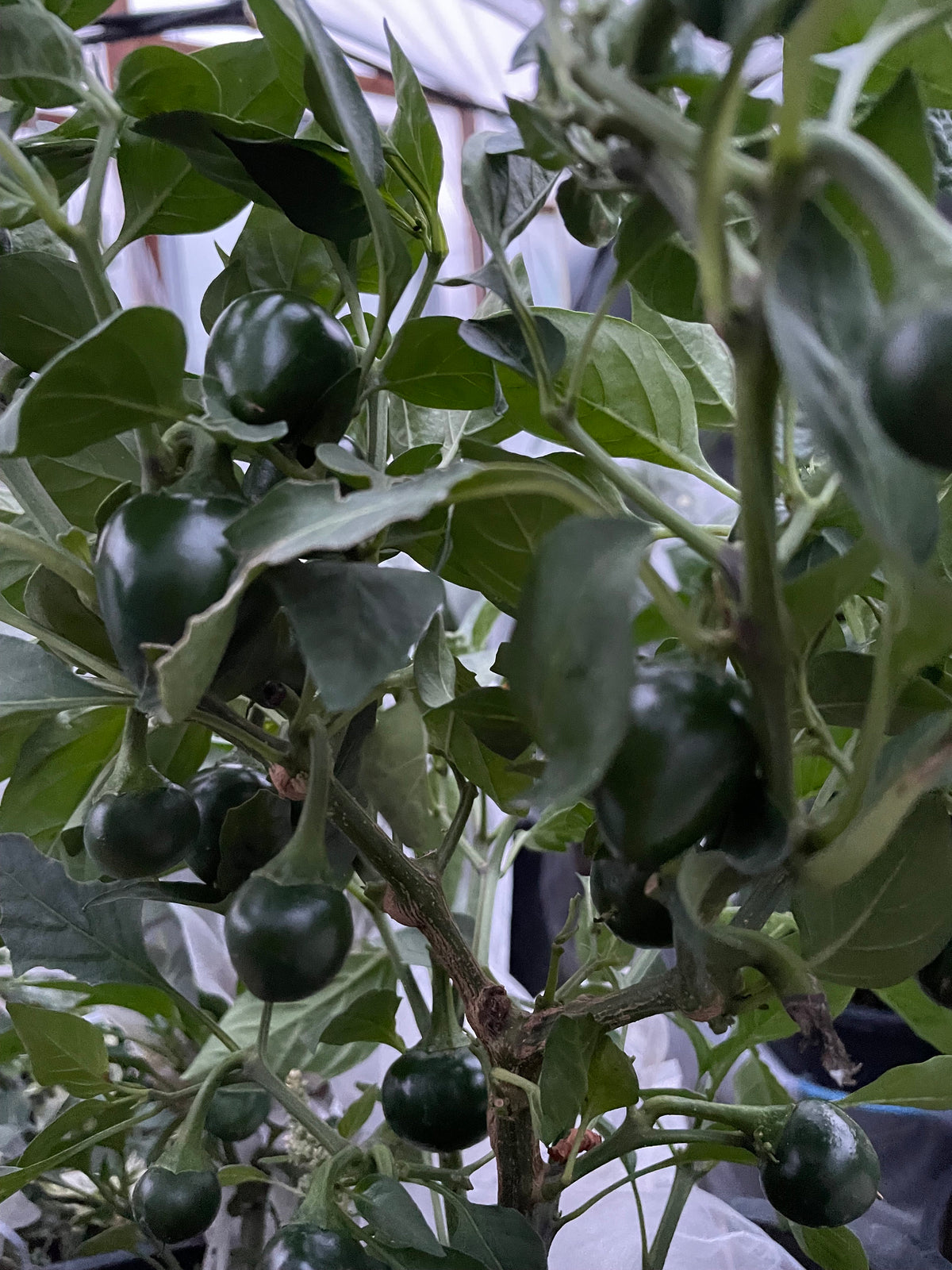 Semillas de pimiento Sweet Cherry Pimento