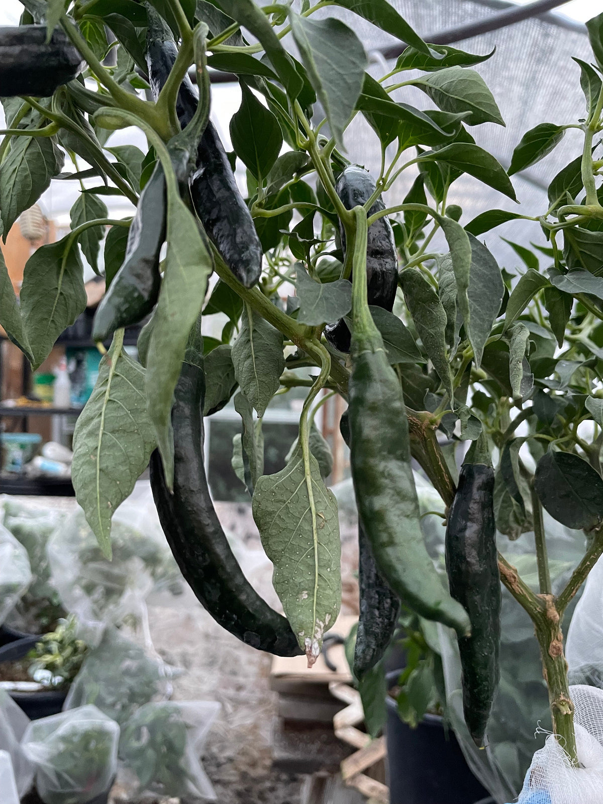 Semillas de pimiento Pasilla Bajio