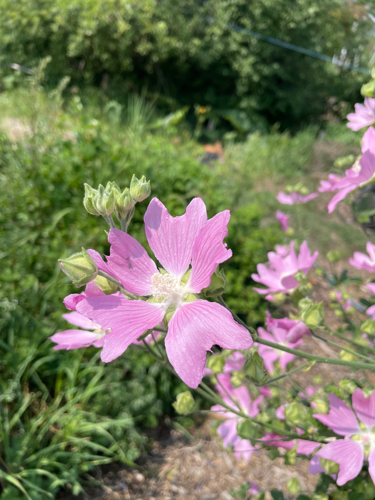 Graines de mauve alcée