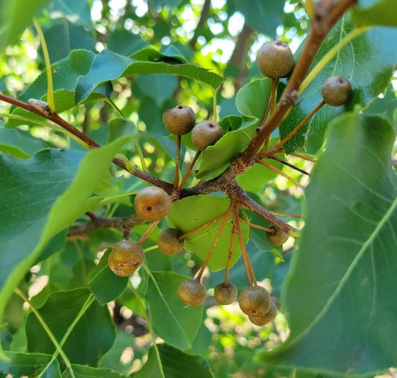 Callery Pear Seeds