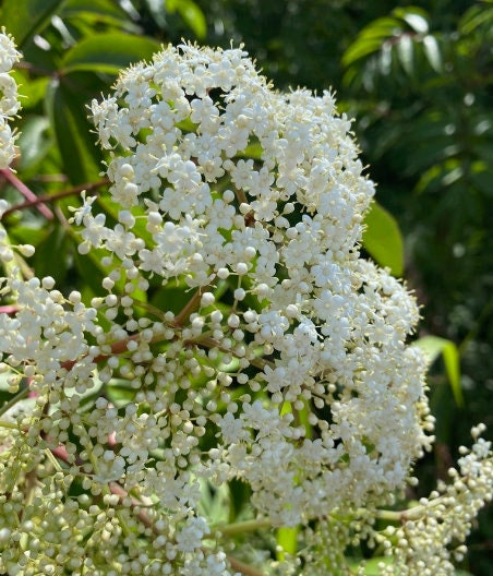 American Black Elderberry Seeds